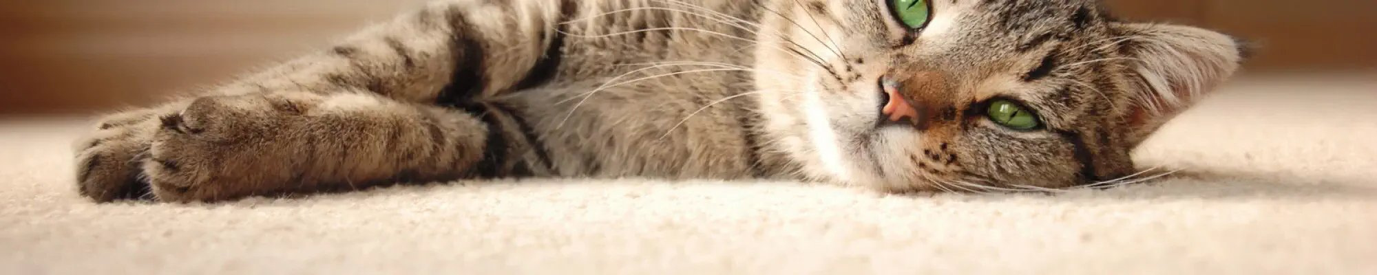Cat on a pet friendly carpet floor