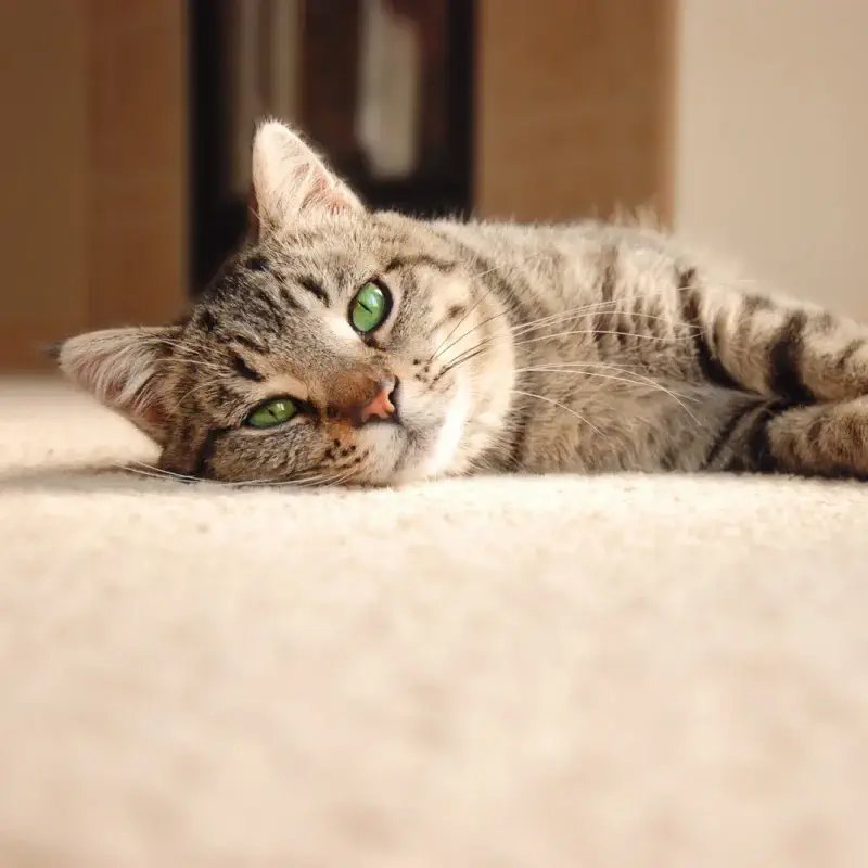 Cat on pet friendly carpet in Springfield VA