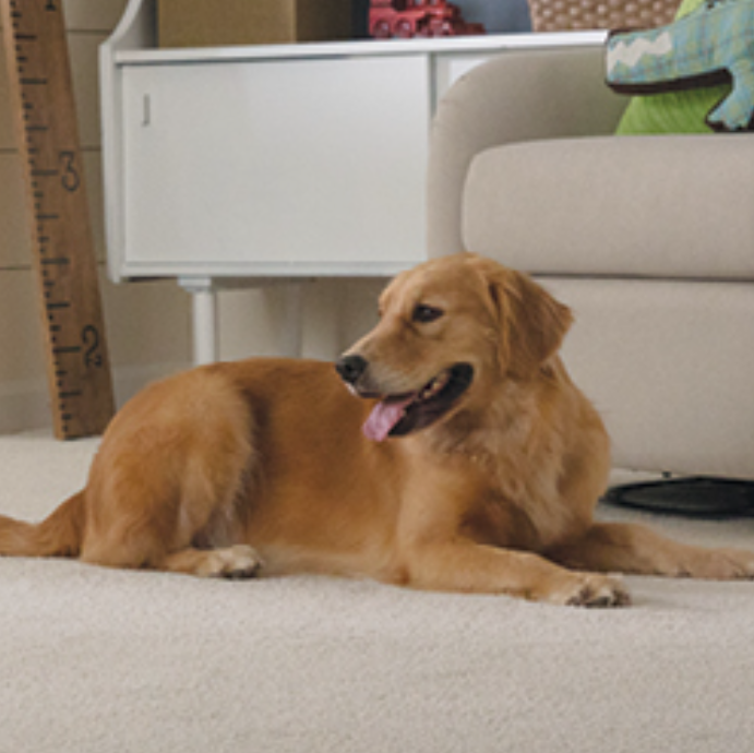 Golden Retriever on a soft durable carpet floor